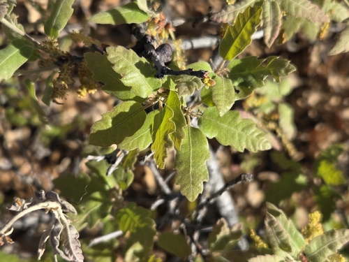 Quercus undulata