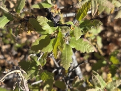 Quercus × undulata