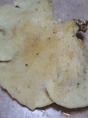 Favolus brasiliensis