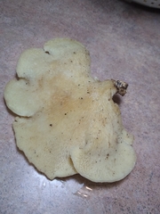 Favolus brasiliensis