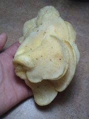 Favolus brasiliensis