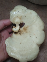 Favolus brasiliensis