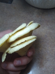 Favolus brasiliensis