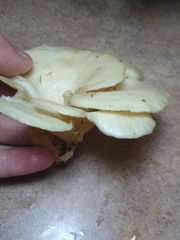 Favolus brasiliensis