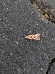 Noctueliopsis aridalis
