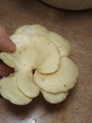 Favolus brasiliensis