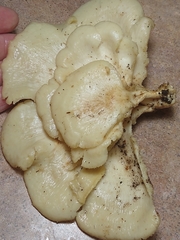 Favolus brasiliensis