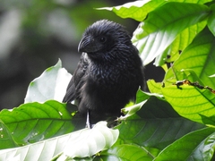 Crotophaga sulcirostris