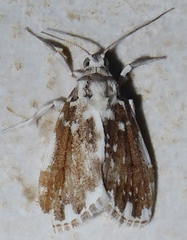Pseudoadites frigida