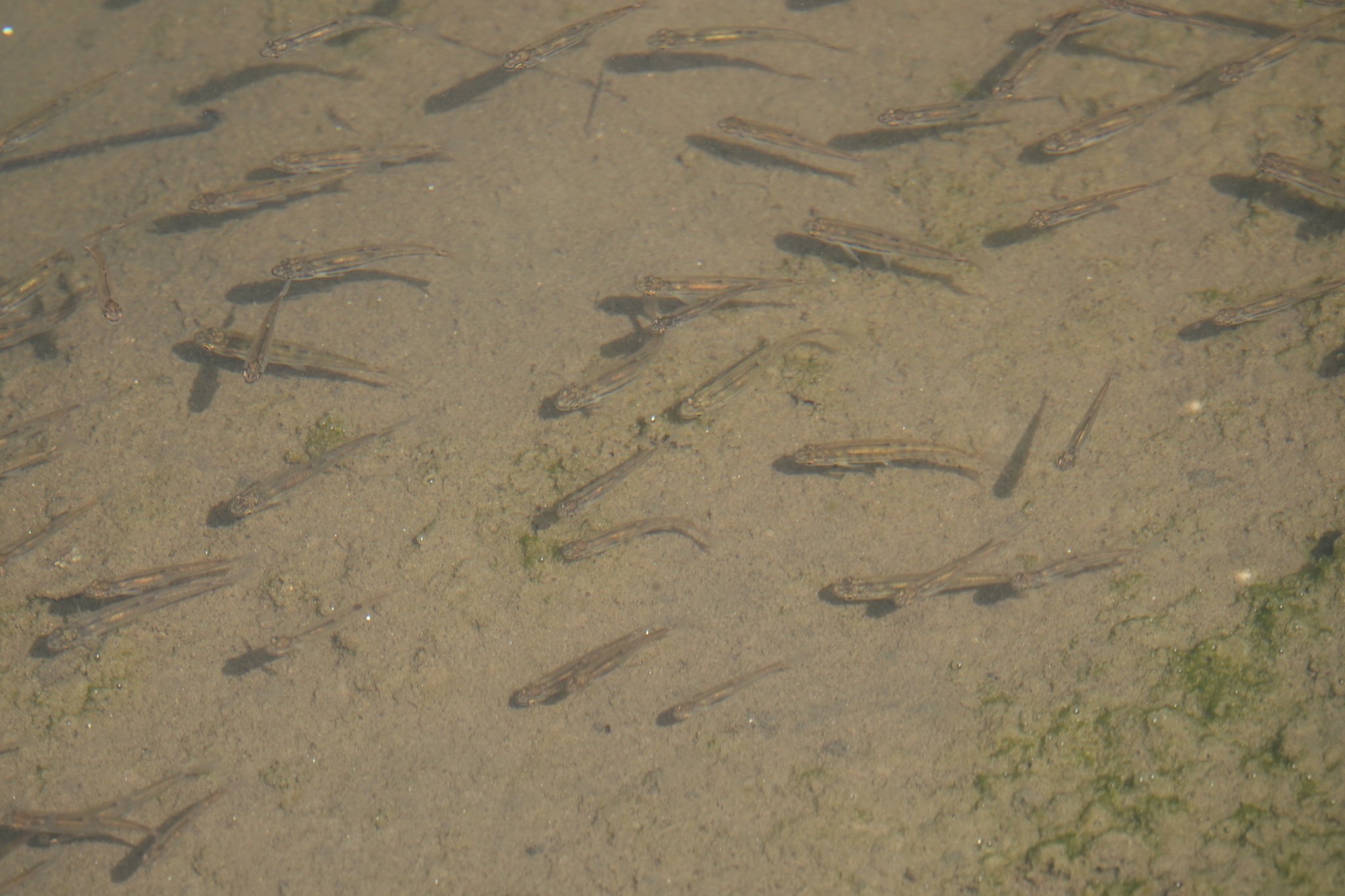 Loire Minnow photo 8