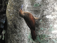 Dendrocolaptes sanctithomae