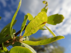 Andricus pedicellatus
