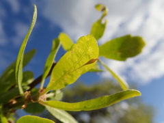 Andricus pedicellatus