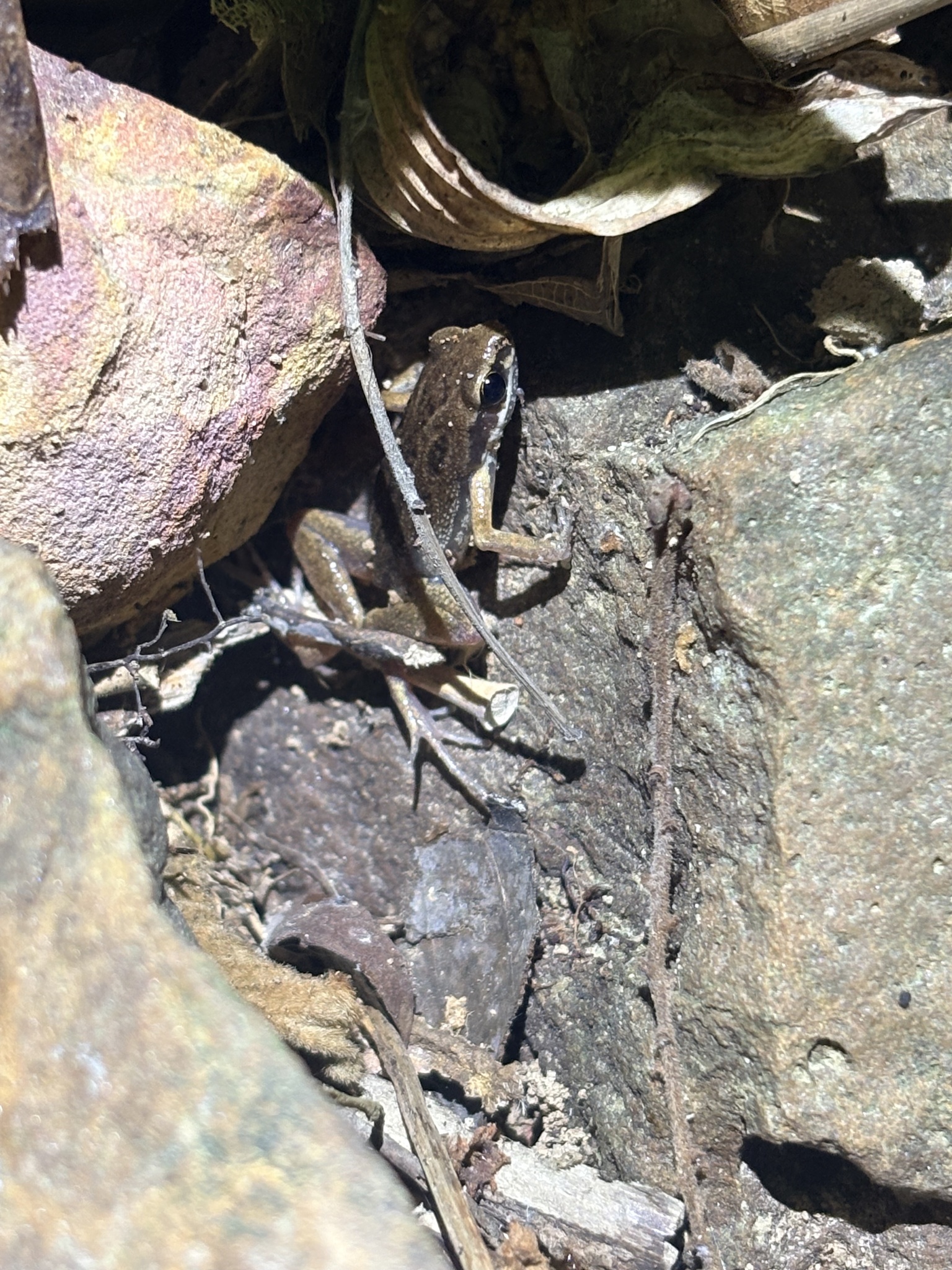 Striped Paddy Frog photo 4