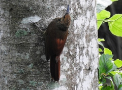 Dendrocolaptes sanctithomae