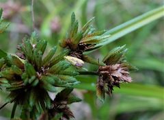 Gymnobathra flavidella