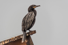 Nannopterum brasilianum