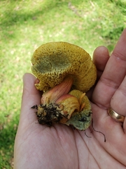 Xerocomellus salicicola
