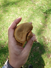 Xerocomellus salicicola