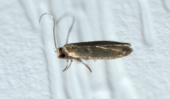 Phaeoses sabinella
