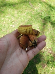 Xerocomellus salicicola