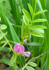 Vicia sativa