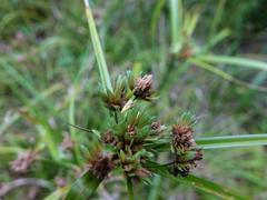 Gymnobathra flavidella