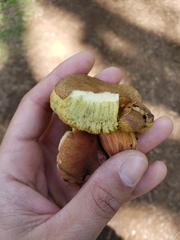Xerocomellus salicicola