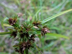 Gymnobathra flavidella