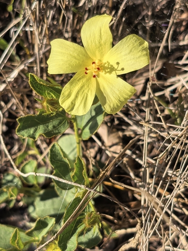 Hibiscus aethiopicus, photograph 3