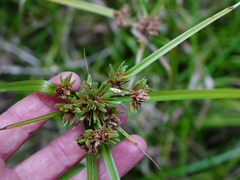 Gymnobathra flavidella