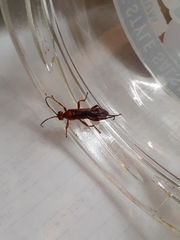 Spilichneumon
