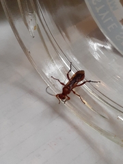 Spilichneumon
