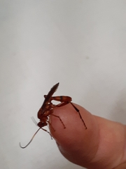 Spilichneumon