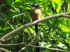 Eumomota superciliosa