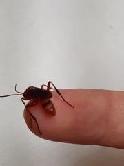 Spilichneumon