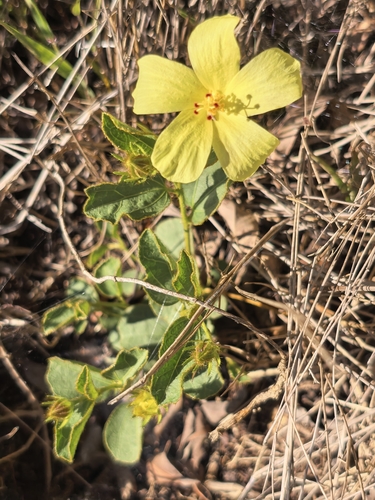 Hibiscus aethiopicus, photograph 4