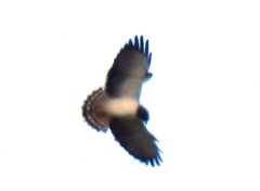 Buteo brachyurus