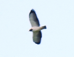 Buteo brachyurus