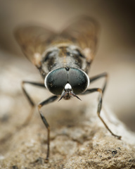 Adoxomyia