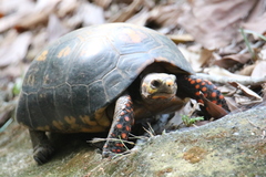 Chelonoidis carbonarius
