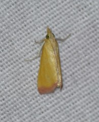 Xanthostege roseiterminalis