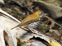 Hylocichla mustelina