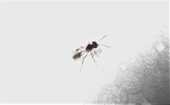 Allophrys divaricata