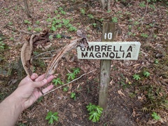 Magnolia tripetala