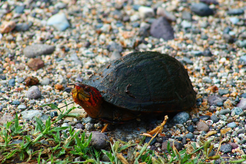 Red-cheeked Mud Turtle