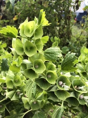 Moluccella laevis