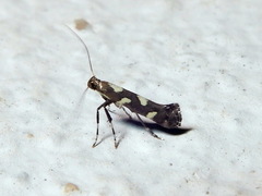 Calybites phasianipennella