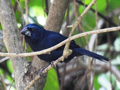 Cyanoloxia cyanoides