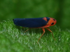 Macunolla ventralis